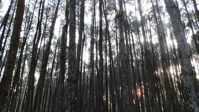 hutan-pinus-mangunan-1