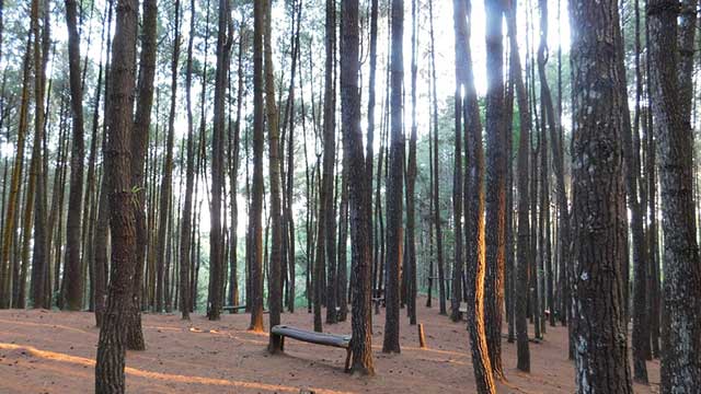 hutan-pinus-mangunan-2